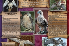 Falcon Display